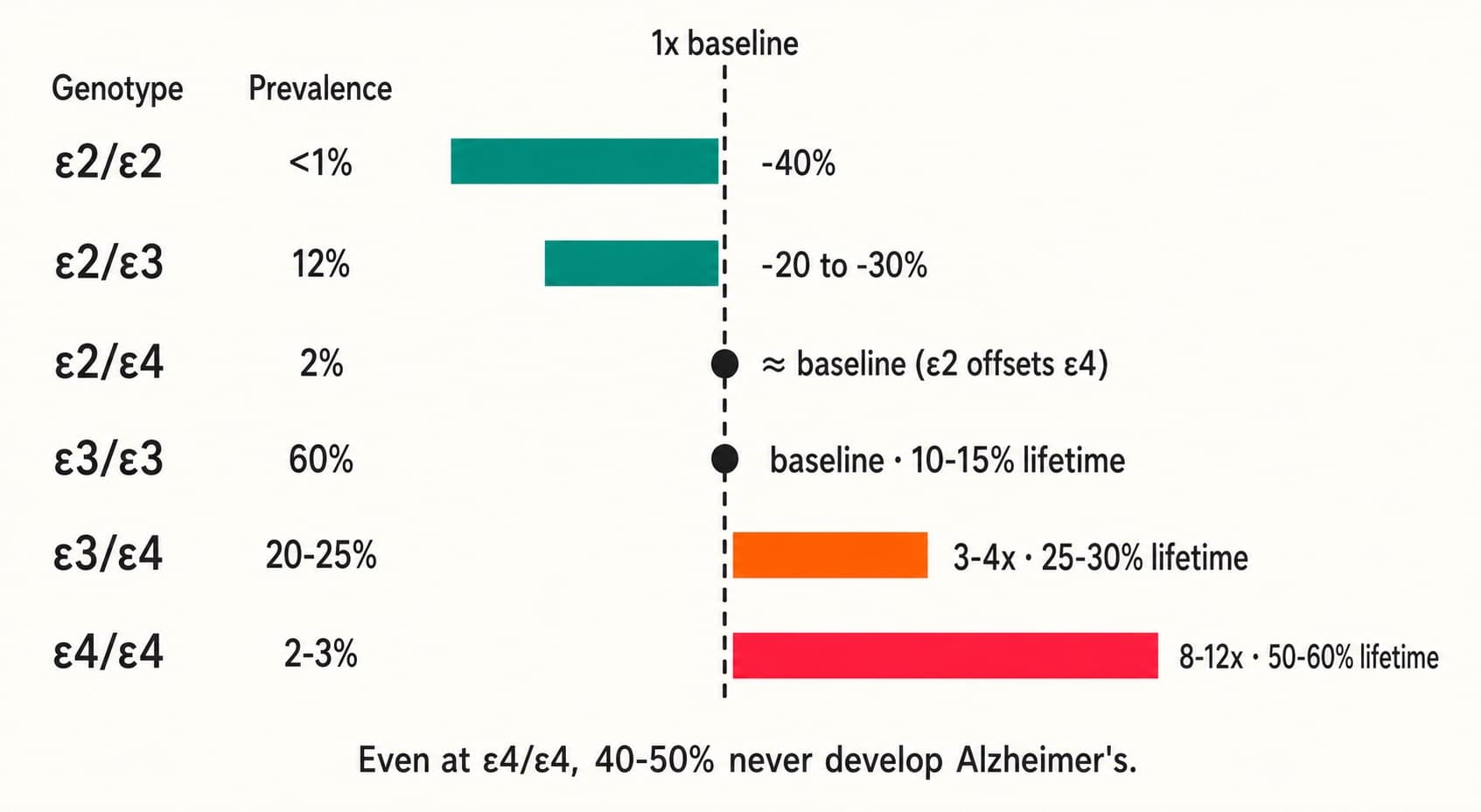 A logarithmic risk spectrum. The protective arm: ε2/ε2 at about 40 percent below baseline, ε2/ε3 at 20 to 30 percent below. ε2/ε4 sits at roughly baseline because the protective ε2 allele offsets the risky ε4. ε3/ε3 is the neutral baseline at 60 percent of the population. The risk arm: ε3/ε4 is 3 to 4 times baseline, ε4/ε4 is 8 to 12 times.