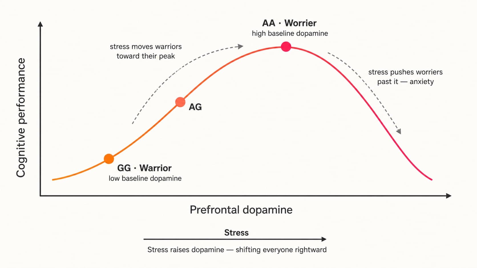 Cognitive performance peaks at an optimal prefrontal dopamine level. At rest, GG (Warrior) carriers sit left of the peak because their fast COMT enzyme keeps baseline dopamine low; AG carriers sit in between; AA (Worrier) carriers sit at the peak because their slow enzyme keeps baseline dopamine high. Stress raises dopamine and shifts everyone rightward: warriors climb toward their peak and thrive, while worriers overshoot the peak into anxiety.